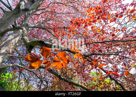Beech trees in their full autumn colour at Horner Hill ...