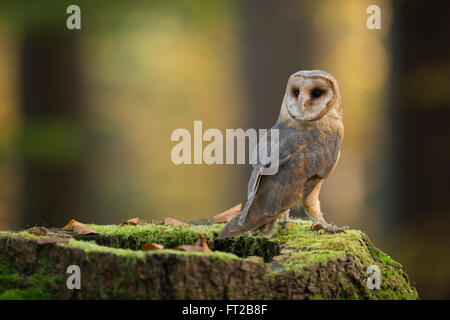 Barn Owl ( Tyto alba ), adult, backside view, sitting on a tree stub in nice surrounding colors, turning its head back.