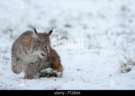 Eurasian Lynx / Eurasischer Luchs (Lynx lynx), cute young cub, playing in snow. Stock Photo