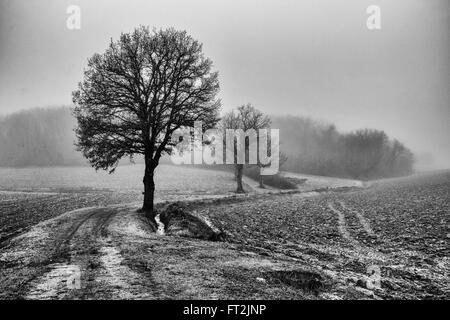 trees in the fog, the suggestion of a walk one winter morning Stock Photo