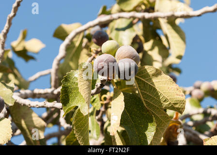 Bunch of ripe purple figs on the fig tree closeup. Blue sky as a background. Stock Photo