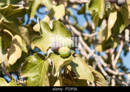 Bunch of ripe purple figs on the fig tree closeup. Blue sky as a background. Stock Photo