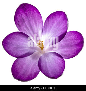 Purple flowers of crocus, isolated on white background Stock Photo