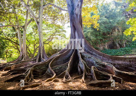 Ficus Macrophylla Morten Bay Fig root Stock Photo