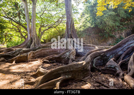 Ficus Macrophylla Morten Bay Fig Stock Photo