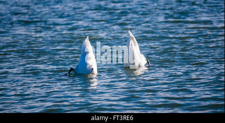 Two mute swans diving for food at the same time in wavy water, pointing their rumps up. Stock Photo