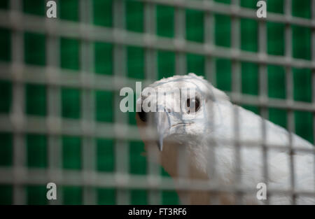 white bellied sea eagle (Haliaeetus leucogaster) in cage Stock Photo