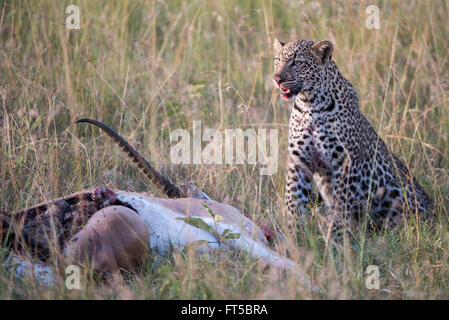 young leoprad , panthera pardus, eating a killed grant gazelle, Stock Photo