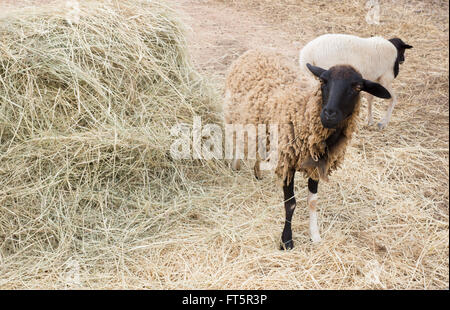 Black and white mother sheep with her lamb eating hay Stock Photo