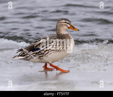 Leucistic Female Mallard Standing on Ice in Winter Stock Photo