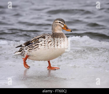 Leucistic Female Mallard Standing on Ice in Winter Stock Photo