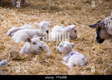 Lambs in lambing shed on a farm, Dartmoor National Park 