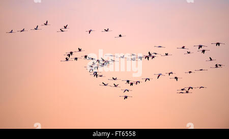 Greater flamingos (Phoenicopterus roseus), flock of flamingos flying, evening sky, Camargue, Southern France, France Stock Photo