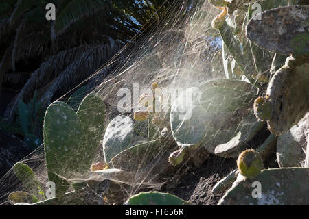 Cobweb of a Tropical Tent-Web Spider (Cyrtophora citricola) on a prickly pear (Opuntia), La Gomera, Canary Islands, Spain Stock Photo