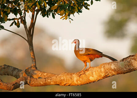 Chaco chachalaca (Ortalis canicollis) perched on a branch, Pantanal, Mato Grosso, Brazil Stock Photo