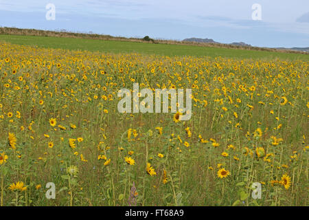 Sunflowers in a field near stumble rock Pembrokeshire Wales Stock Photo
