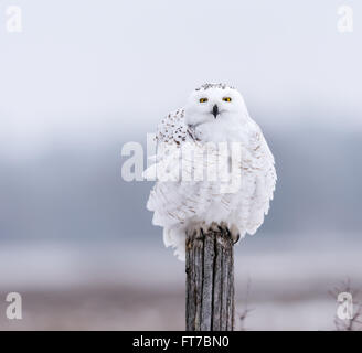 Snowy Owl Perched on Post Stock Photo