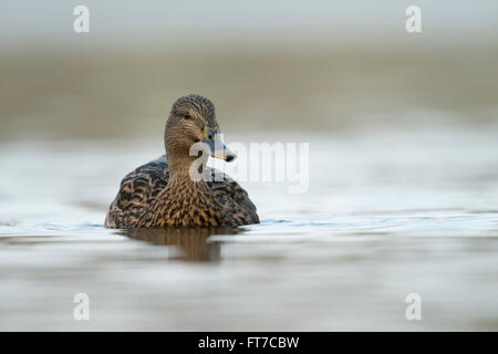 Mallard / Wild Duck / Stockente ( Anas platyrhynchos ), female, close up, swimming, frontal low point of view. Stock Photo