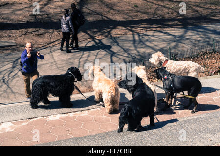 Professional Dog Walker in New York City, USA Stock Photo
