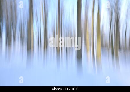 abstract forest in wintertime Stock Photo