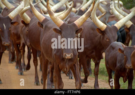 Flock of cattle cows in Uganda Stock Photo