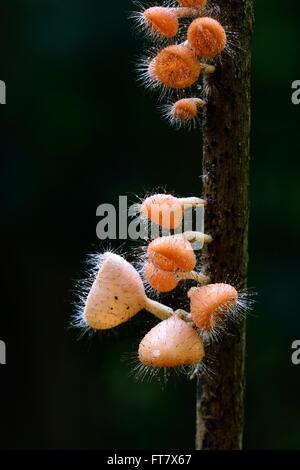 beautiful Pink Burn Cup mushroom(Cookeina speciosa) in Thai forest Stock Photo