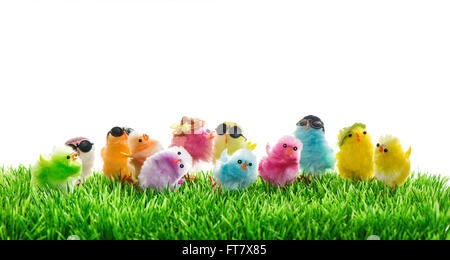 Easter chickens in green grass over white background Stock Photo