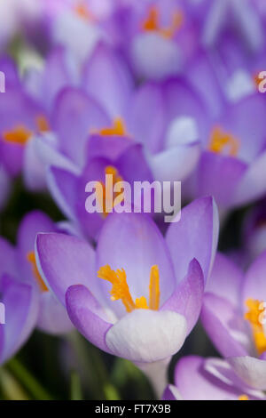 Tiny purple crocus flowers glow in the spring sunshine showing off ...