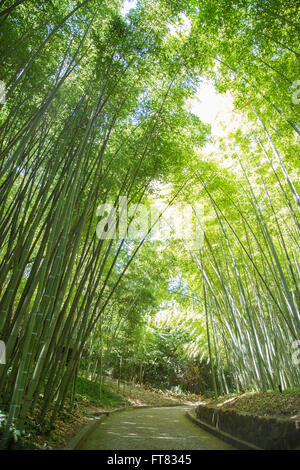A path going deep in exotic bamboo forest in sunlight Stock Photo