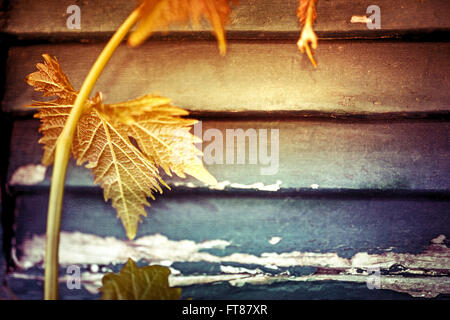 Grapevine creeping on the old vintage windows shutters, fresh grape leaves over wooden background, abstract natural border Stock Photo