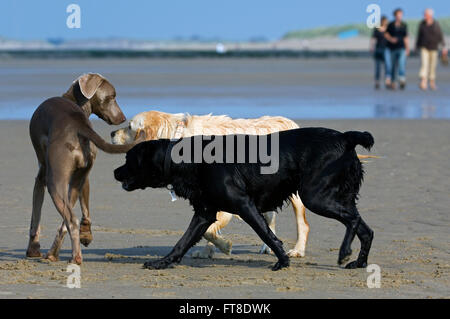 Golden and labrador retrievers meeting and sniffing bottom of strange, unfamiliar dog on beach Stock Photo
