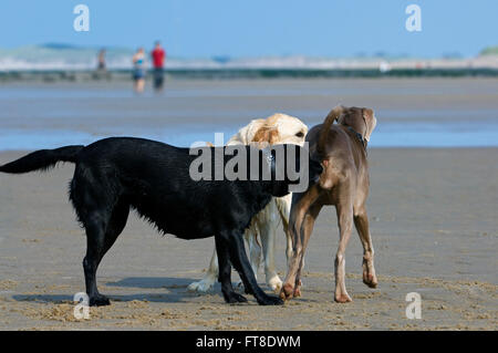 Golden and labrador retrievers meeting and sniffing bottom of strange, unfamiliar dog on beach Stock Photo