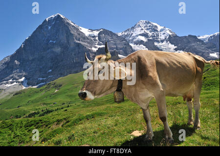 The Eiger mountain and brown Alpine cow (Bos taurus) with cowbell in alpine meadow, Swiss Alps, Switzerland Stock Photo