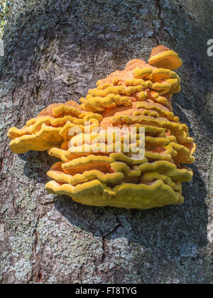 Yellow orange fungus bracket fungus - growing on a tree trunk Stock Photo