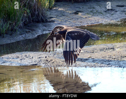 Juvenile Bald Eagle flying over water Stock Photo