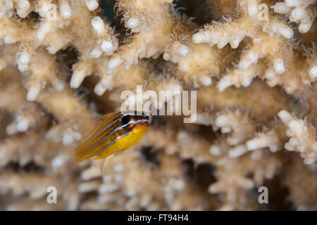 Yellow stripped cardinalfish near Acropora hard coral Stock Photo