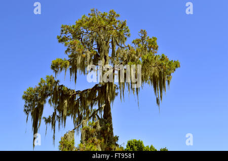 Swamp cypress with Spanish moss growing on it