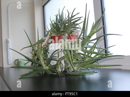 A large Aloe Vera plant on a windowsill Stock Photo