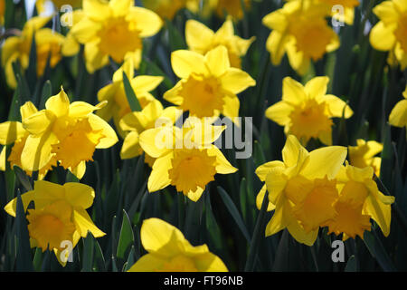 Hampton Court, London, UK. 25th March 2016. UK Weather: A swathe of yellow daffodils beside the Thames at Hampton Court, London, glowing in the warm spring sunshine on Good Friday morning. Credit:  Julia Gavin UK/Alamy Live News Stock Photo