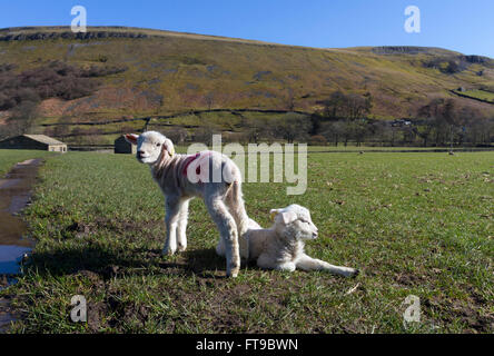 Muker, Swaledale, Yorkshire Dales. Friday 25th March 2016. UK Weather. With a mixed weather forecast predicted for many over the bank holiday weekend, a couple of newborn lambs enjoyed the sun near the village of Muker in Swaledale. Credit:  David Forster/Alamy Live News Stock Photo