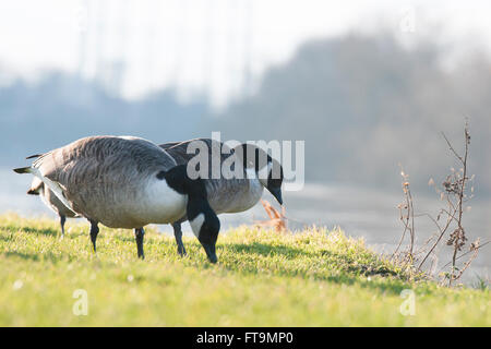 canada goose reading canada goose reading