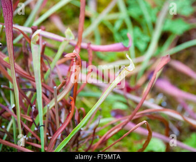 Fly on the edge of a pitcher plant Stock Photo