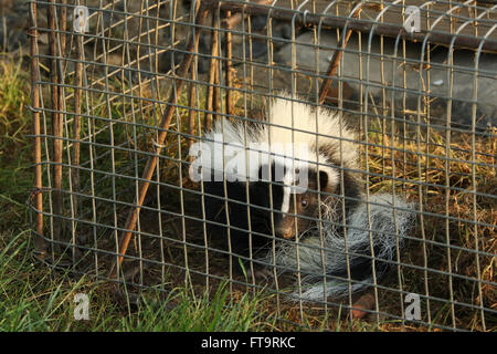 https://l450v.alamy.com/450v/ft9rkc/young-skunk-in-live-trap-residential-neighborhood-nuisance-animal-ft9rkc.jpg