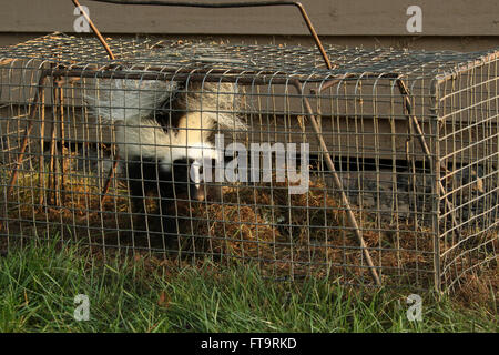 https://l450v.alamy.com/450v/ft9rkd/young-skunk-in-live-trap-residential-neighborhood-nuisance-animal-ft9rkd.jpg