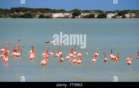A lone flying Flamingo over a flock of American Flamingos. While a flock of flamingos feeds and preens a single bird flies