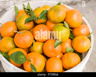 Fresh Oranges, recently harvested in a pail. Freshly picked oranges, some still with leaves attaches are various shads of orange Stock Photo