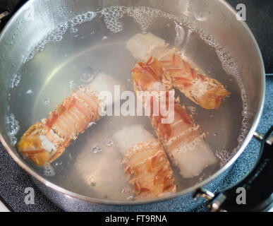 Boiling four lobster tails. 4 lobster tails cook in a pot of water. Stock Photo