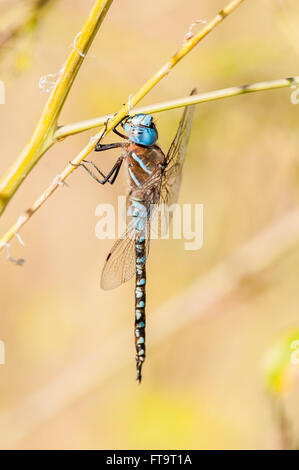 A common Blue-Eyed Darner (Rhionaeschna multicolor formerly Aeshna multicolor). Washington, United States. Stock Photo