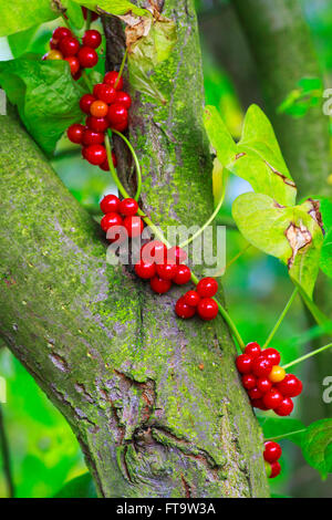Black Bryony Tamus communis ripe berries Stock Photo
