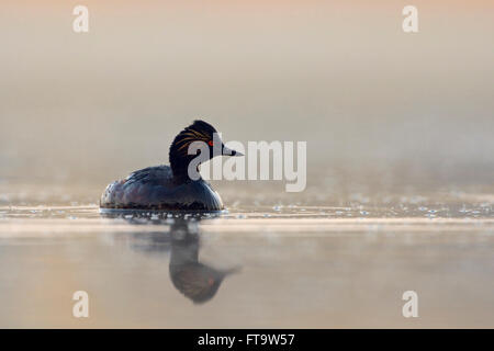Black necked Grebe / Eared Grebe ( Podiceps nigricollis ), adult in breeding dress, swimming on calm water just before sunrise. Stock Photo